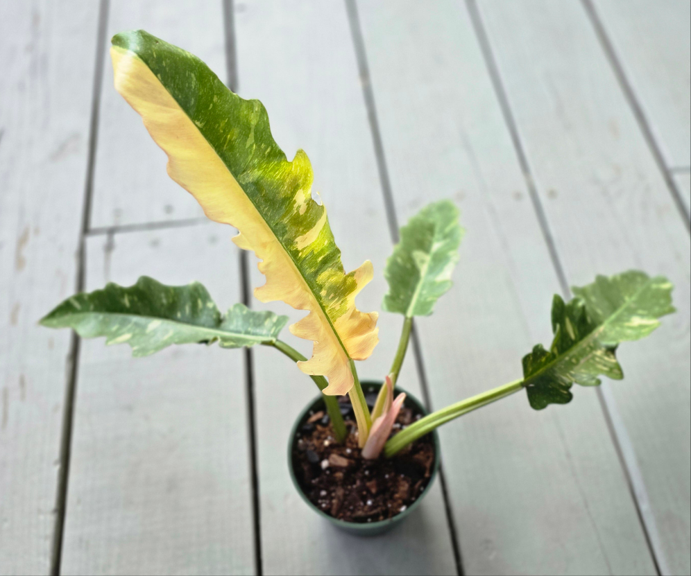 Philodendron Ring of Fire