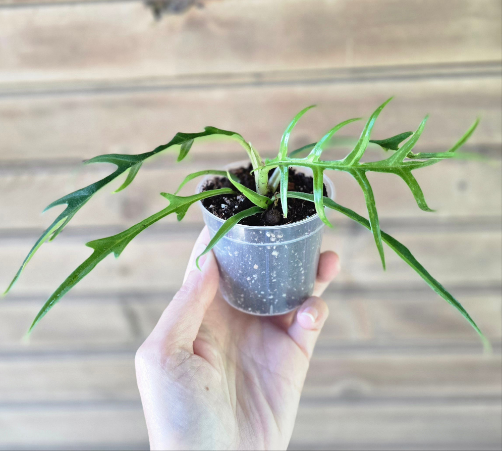 Philodendron Tortum