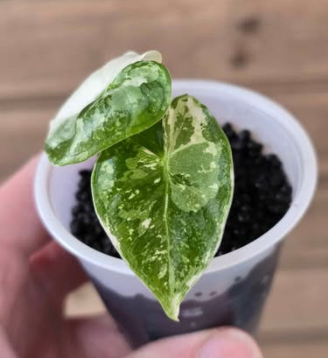 Alocasia Frydek Variegated Starter