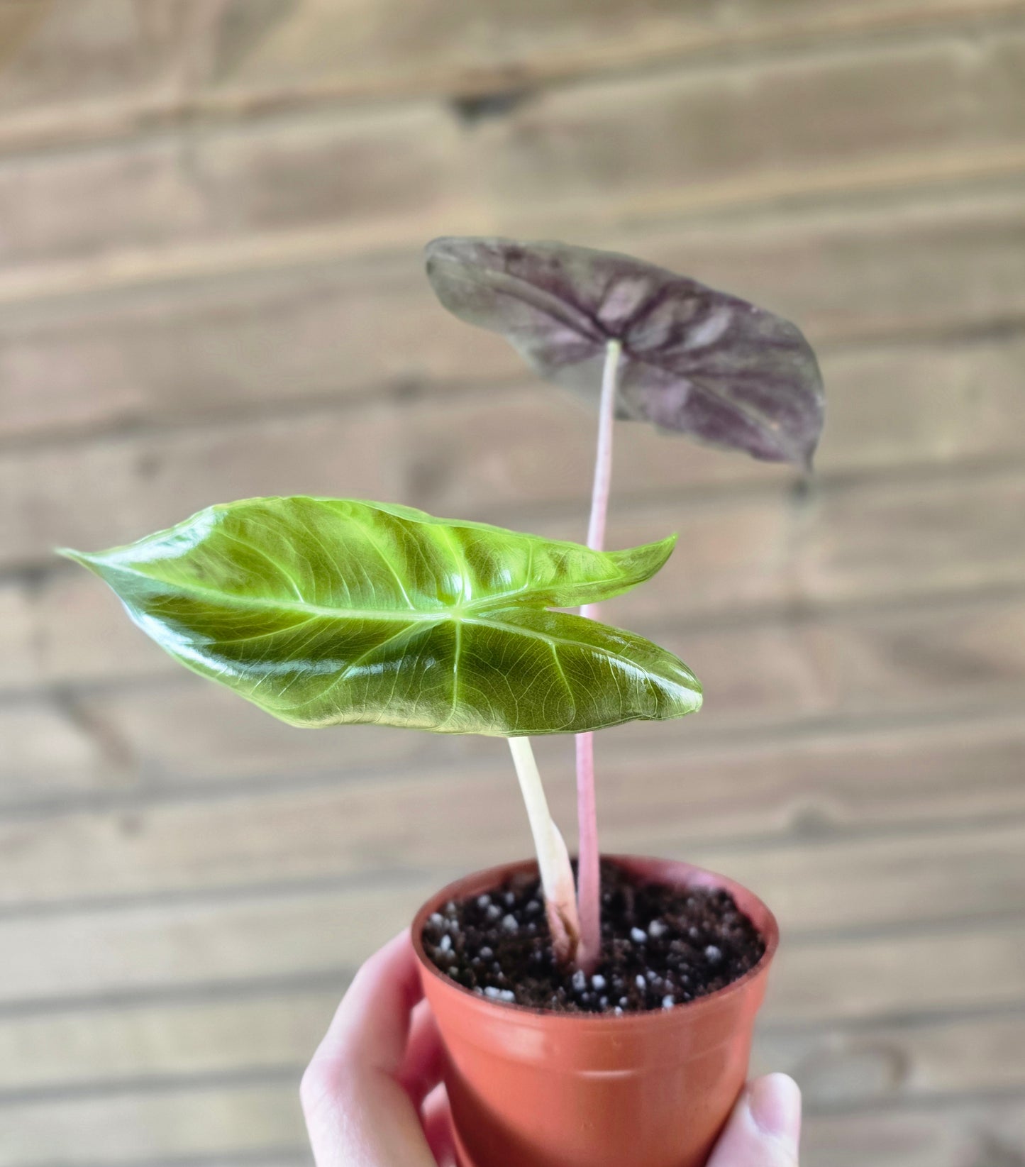 Alocasia Pink Dragon