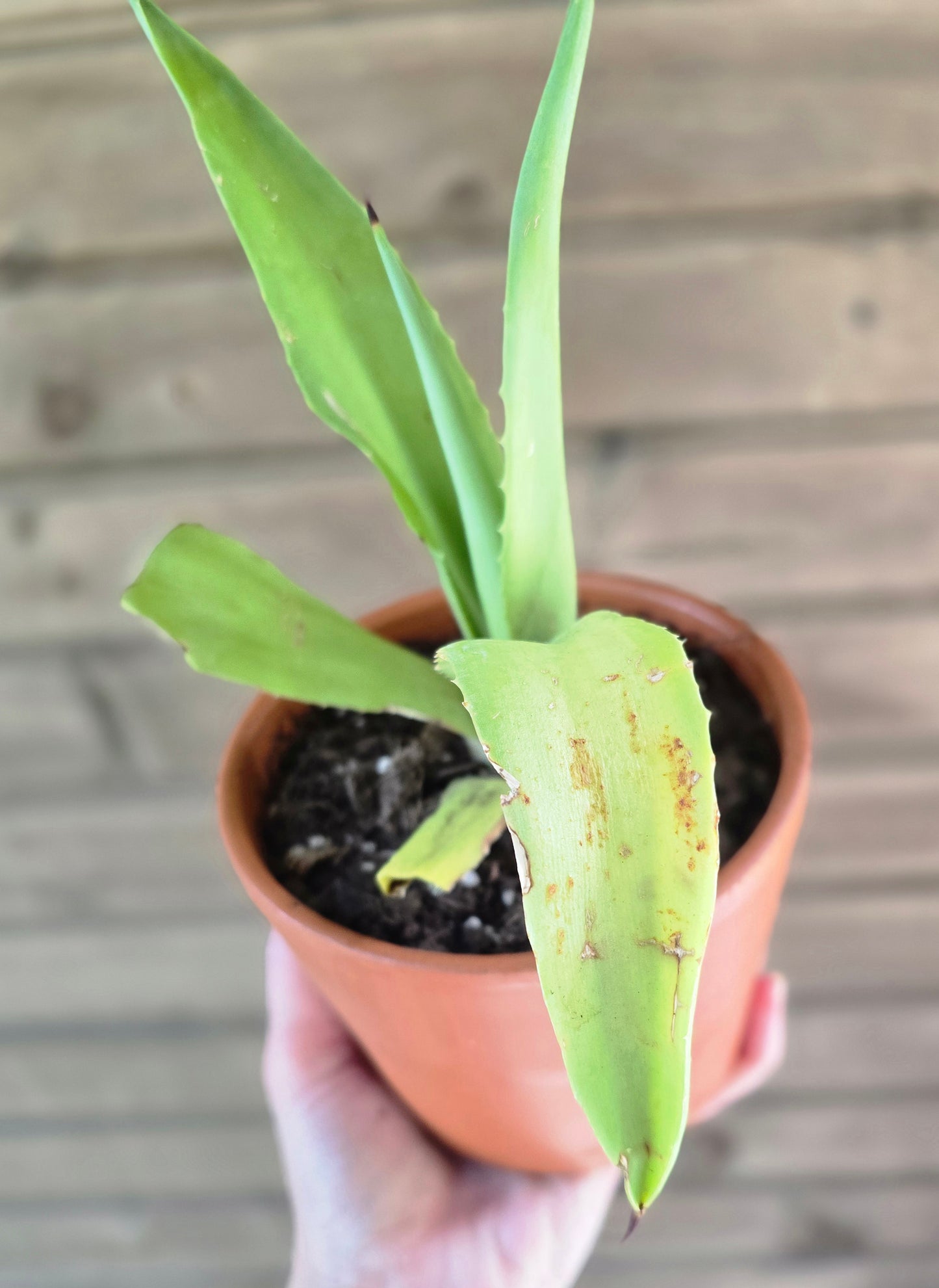 Century Plant (Agave Americana) Pup