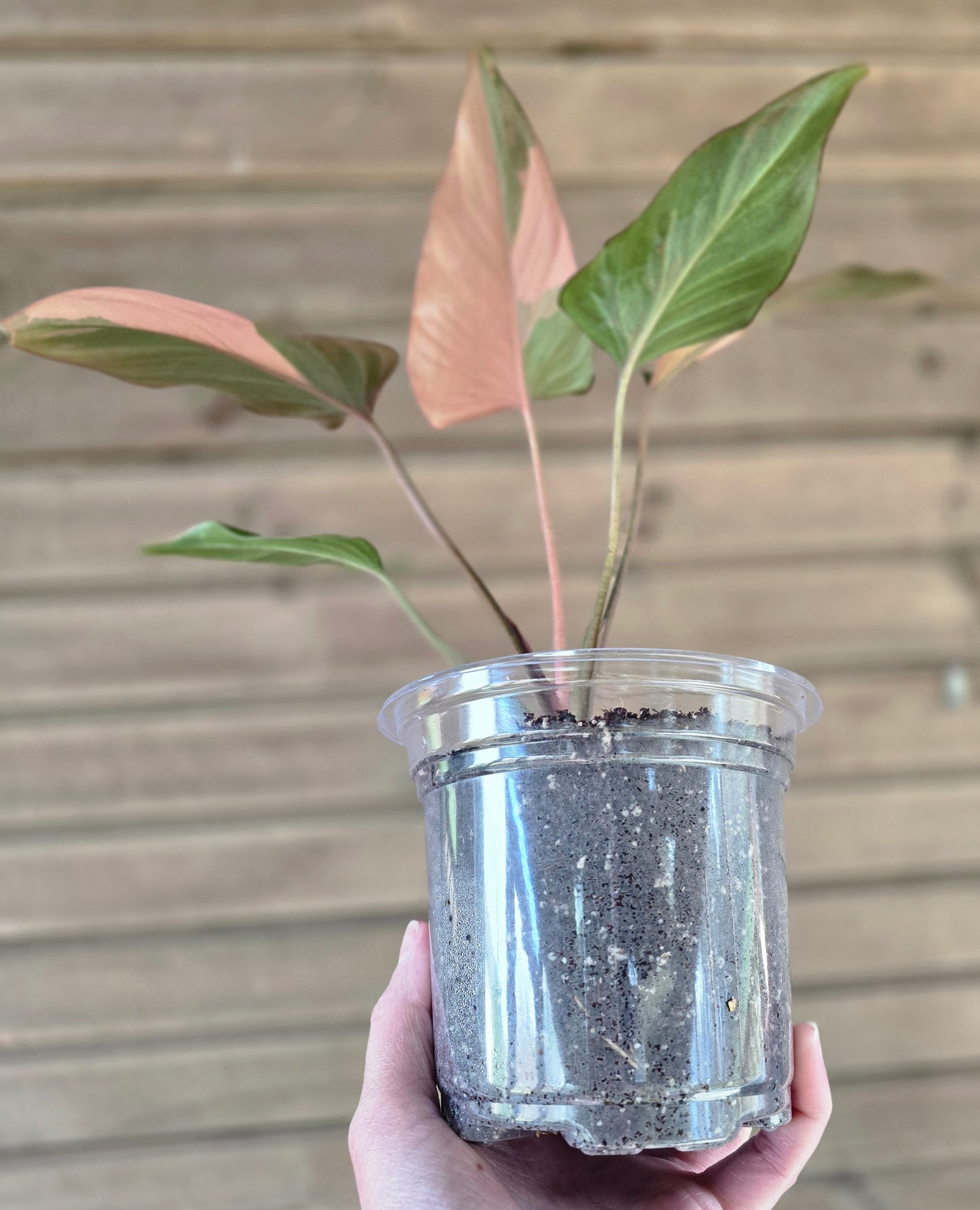 Homalomena Pink Diamond