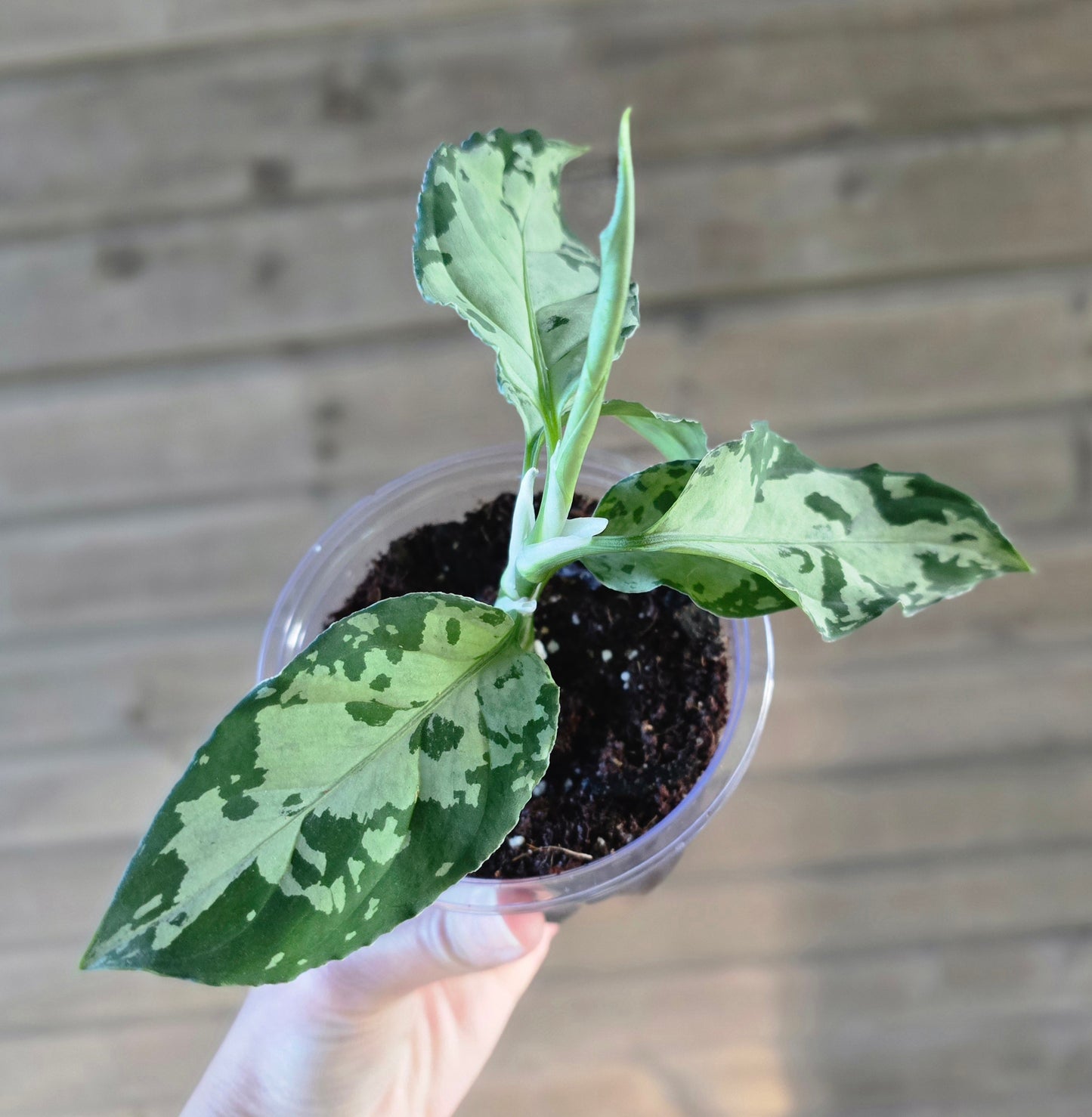 Aglaonema Pictum Tricolor