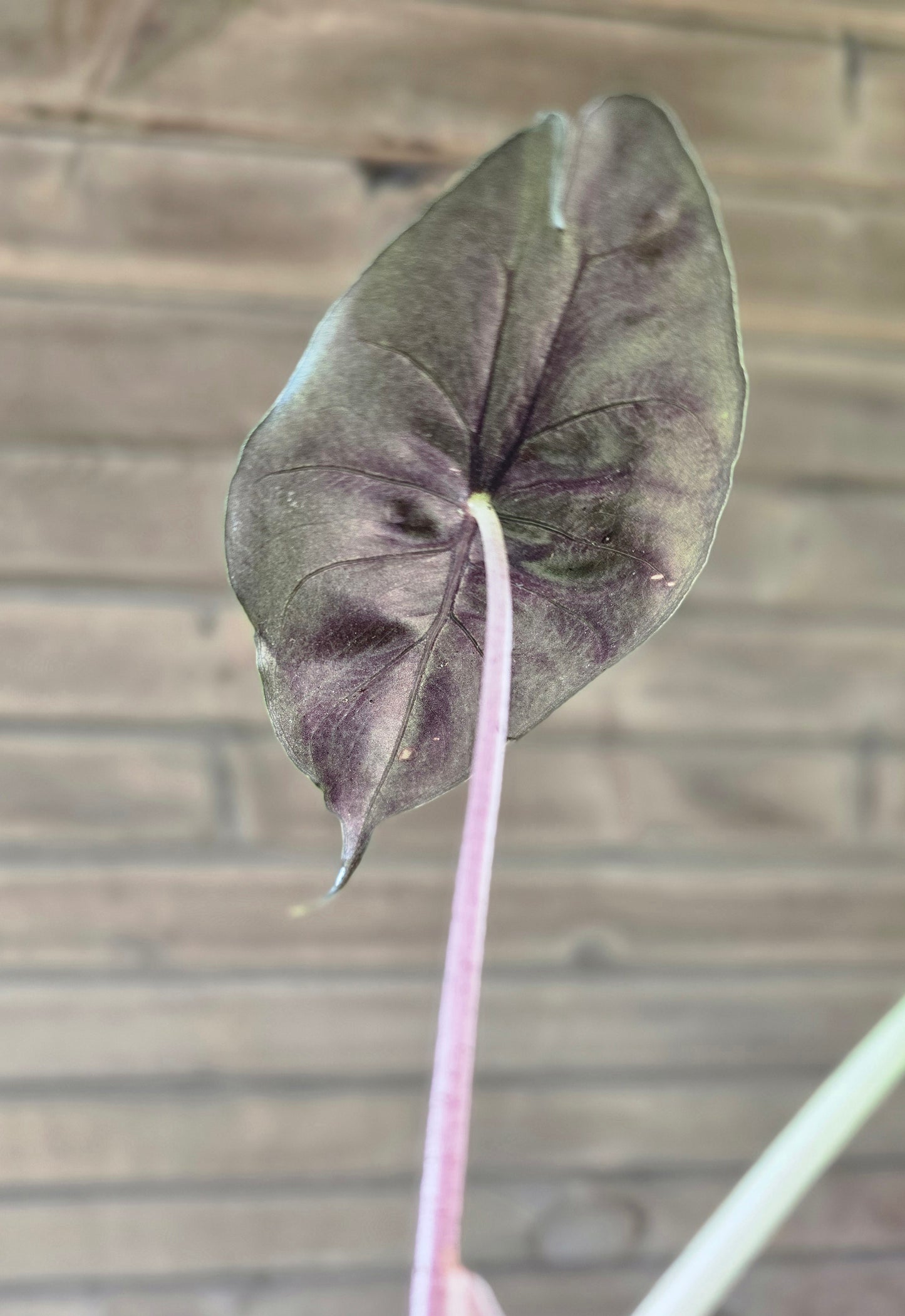 Alocasia Pink Dragon