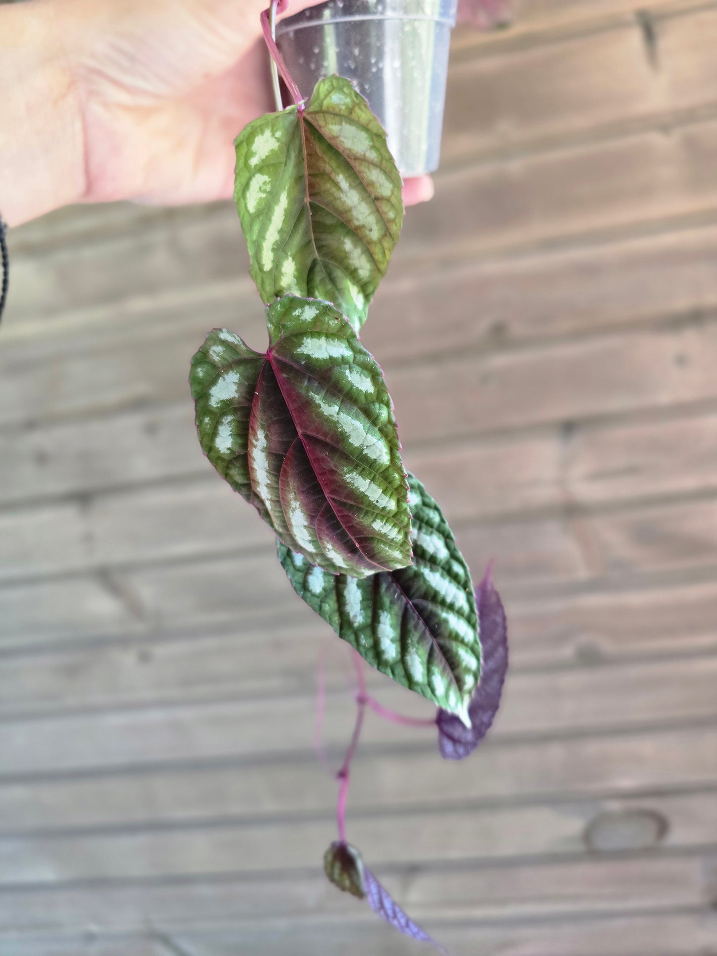 Cissus Discolor - Rex Begonia Vine