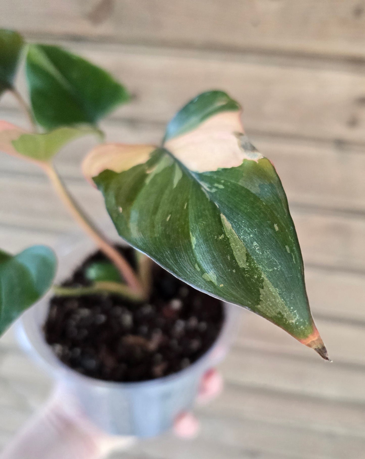 Homalomena Pink Diamond