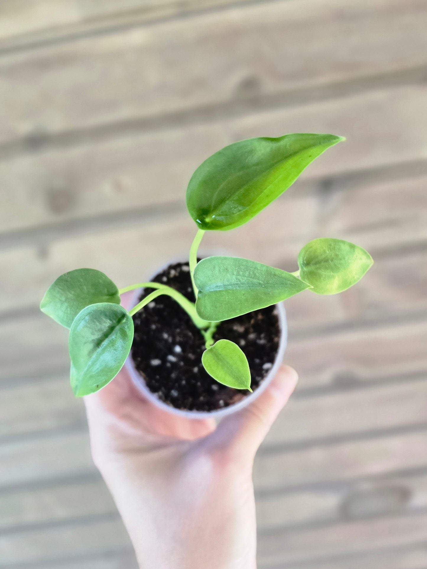 Alocasia Tiny Dancer