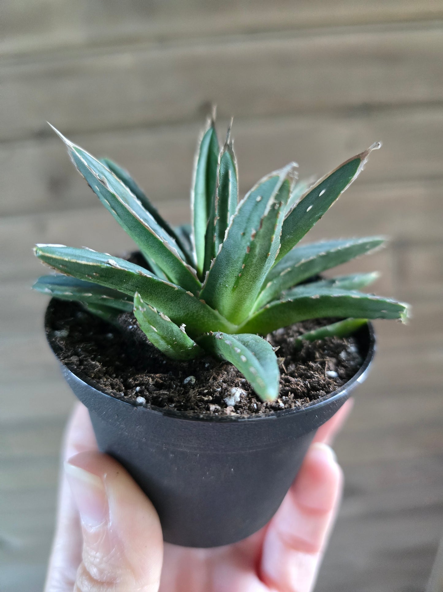 Agave Victoria Reginae Porcupine