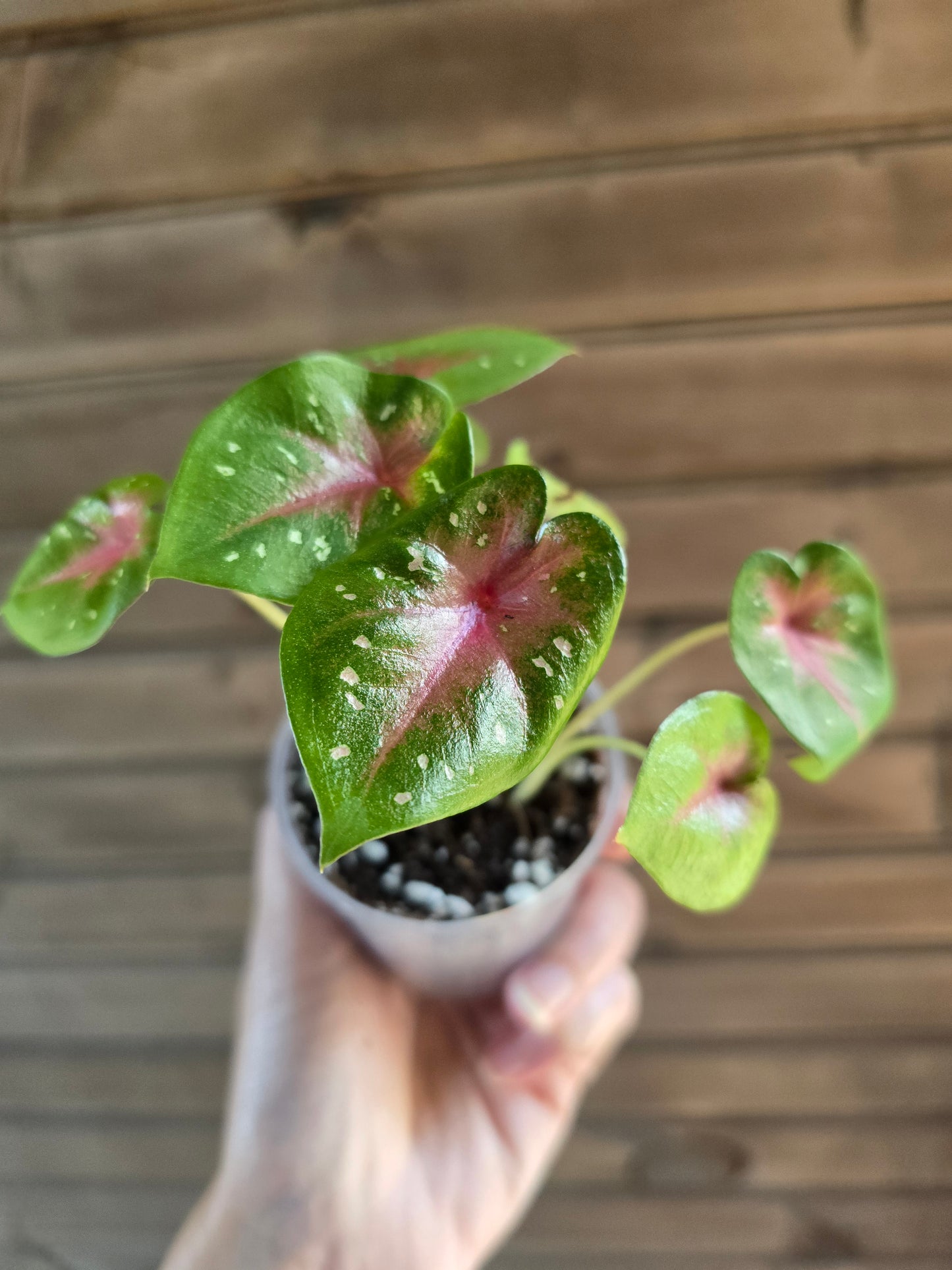 Caladium Camilla