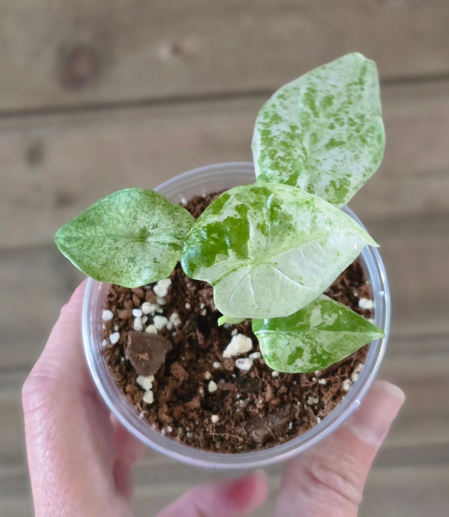 Alocasia Odora Batik Starter