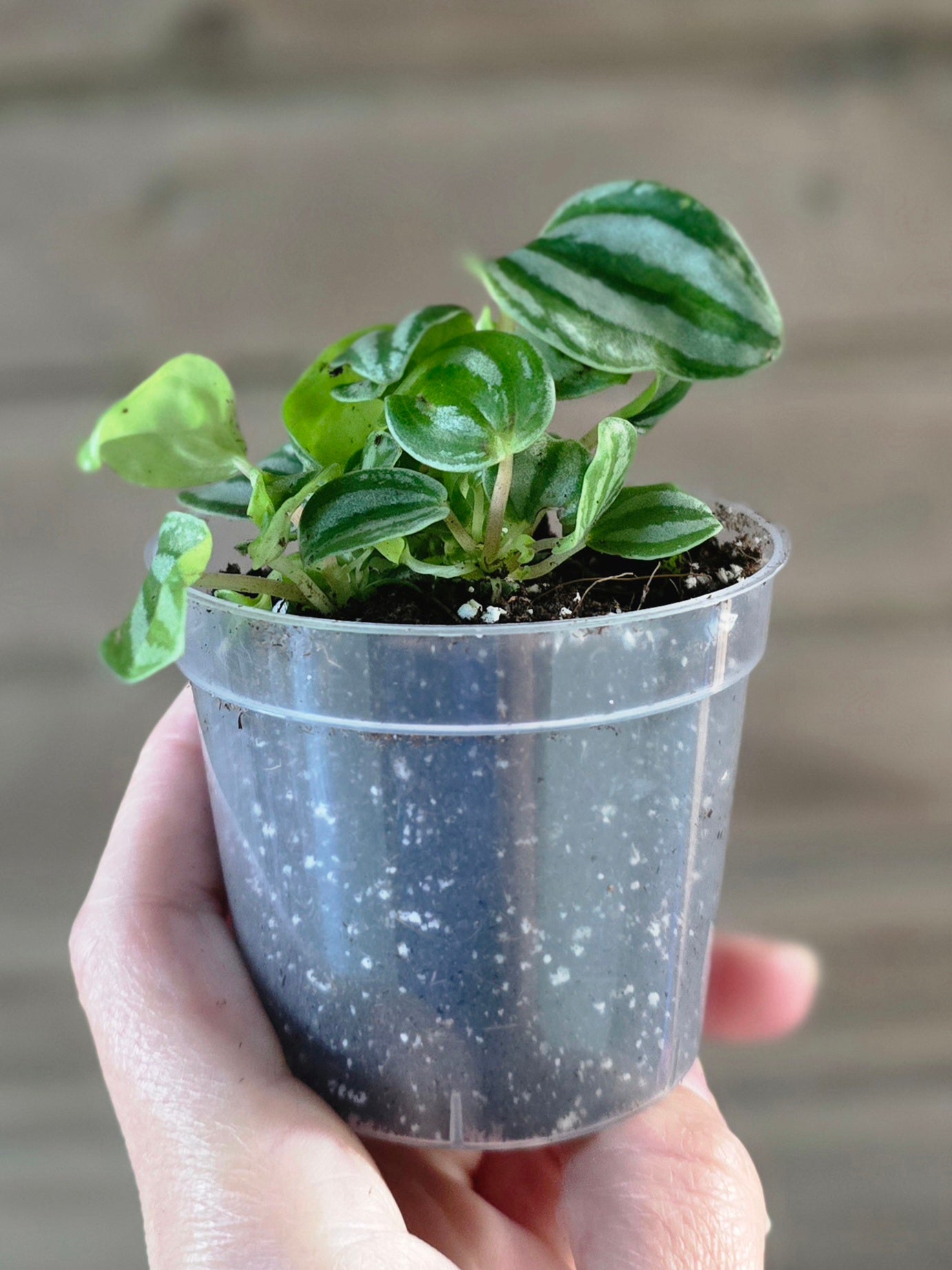 Peperomia Watermelon