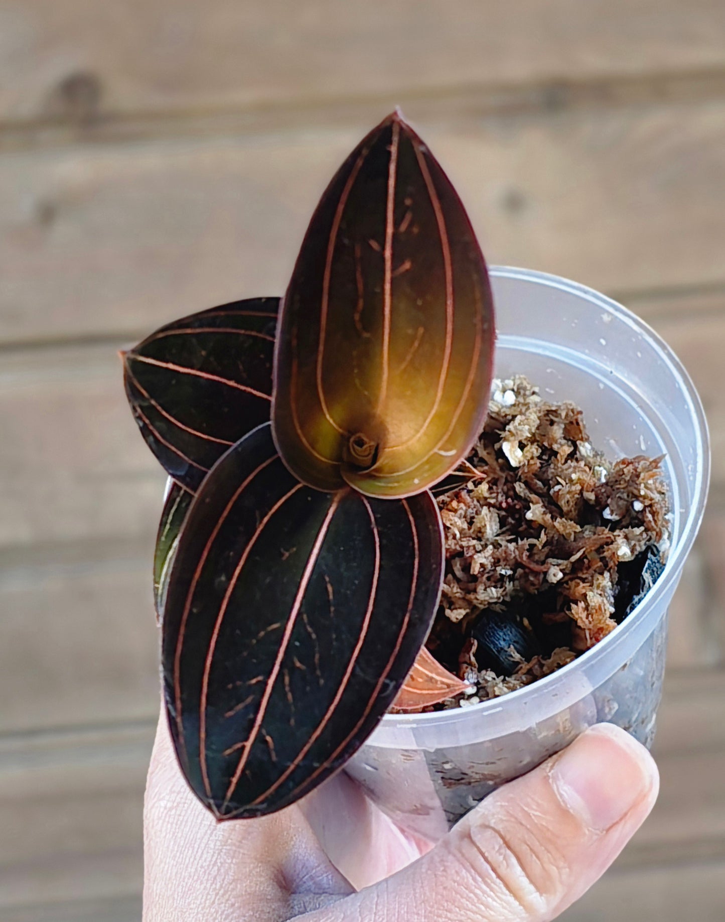 Jewel Orchid - Ludisia Discolor