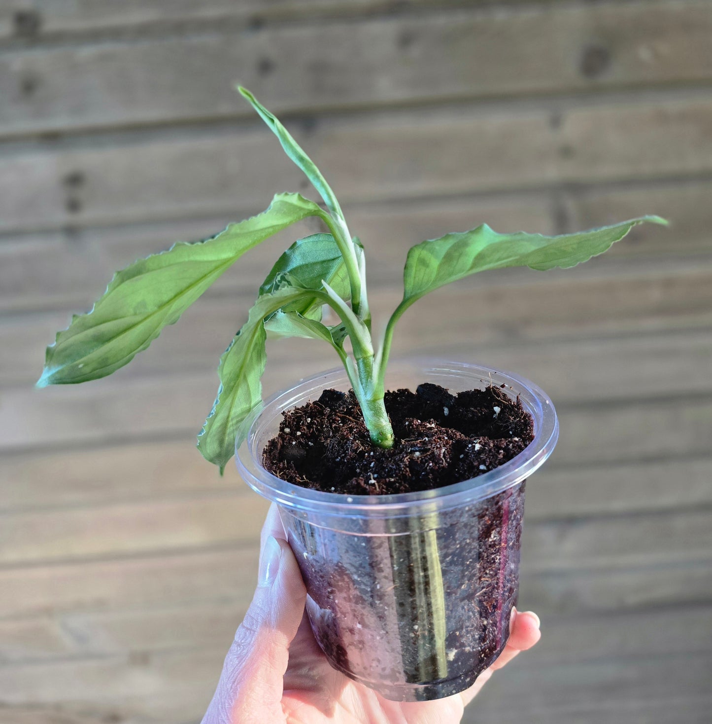 Aglaonema Pictum Tricolor