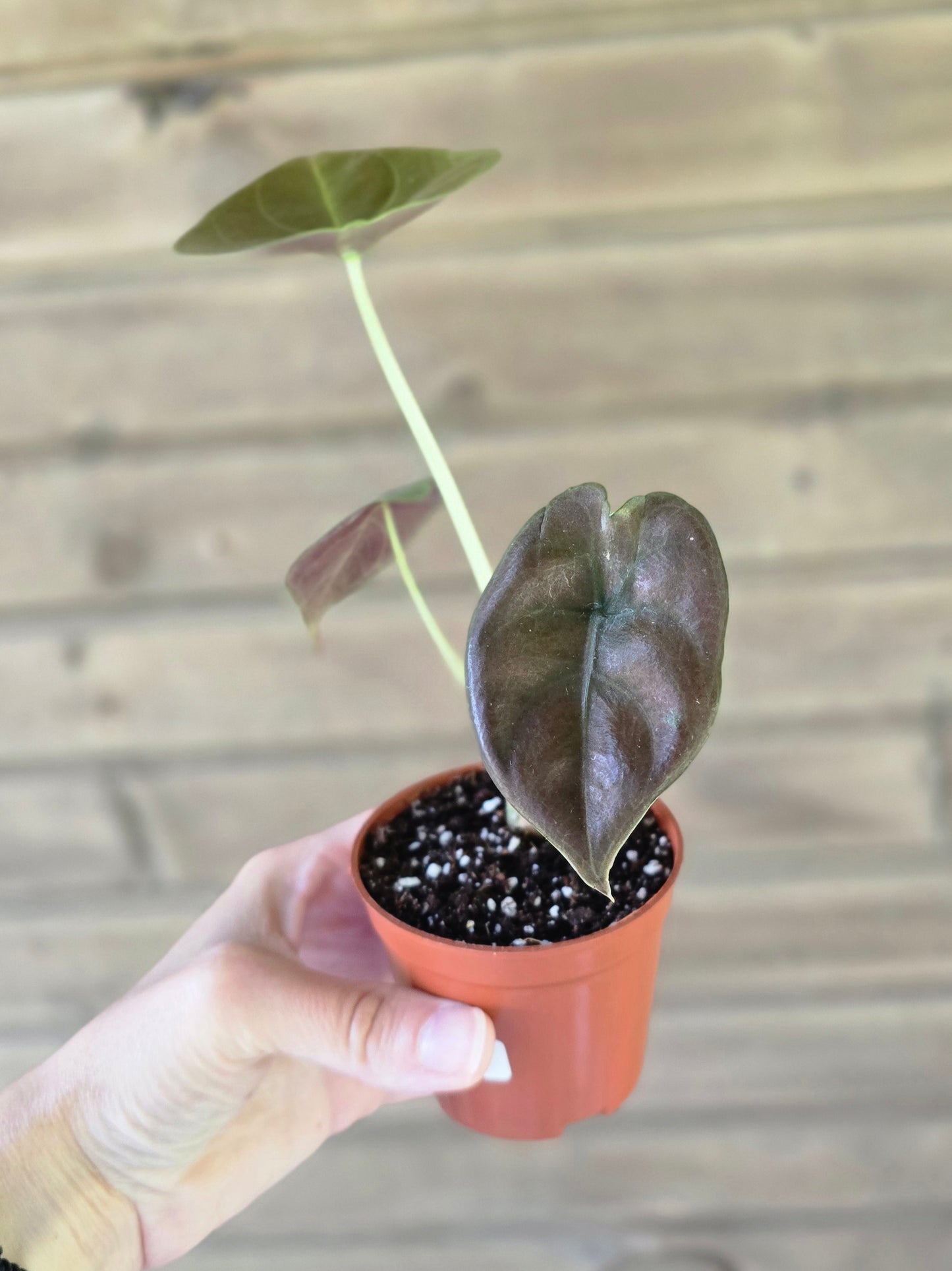 Alocasia Cuprea 'Red Secret'