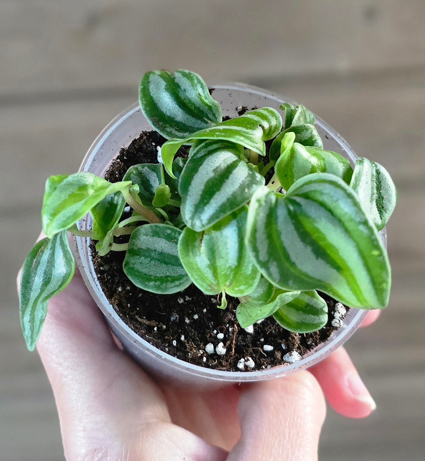Peperomia Watermelon