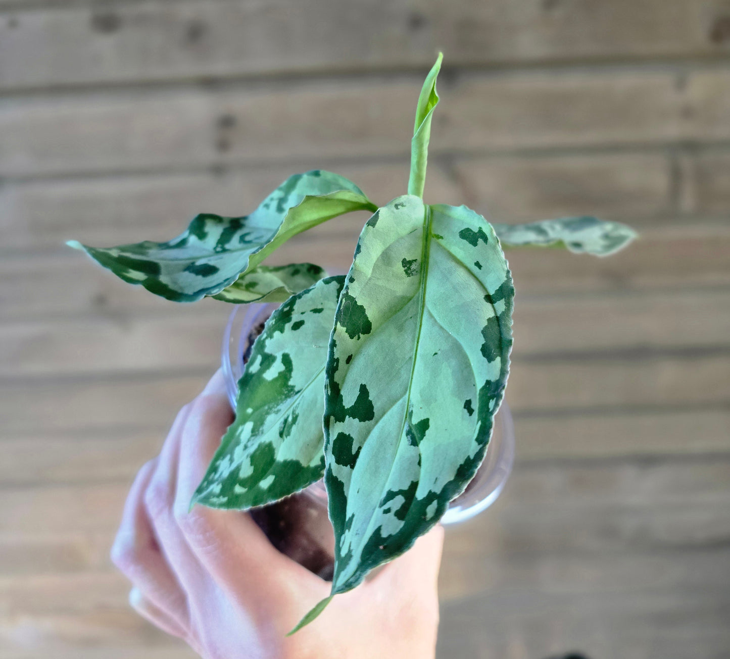 Aglaonema Pictum Tricolor