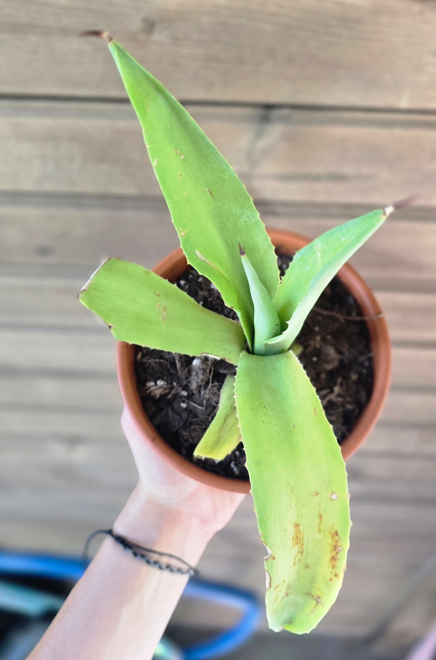 Century Plant (Agave Americana) Pup
