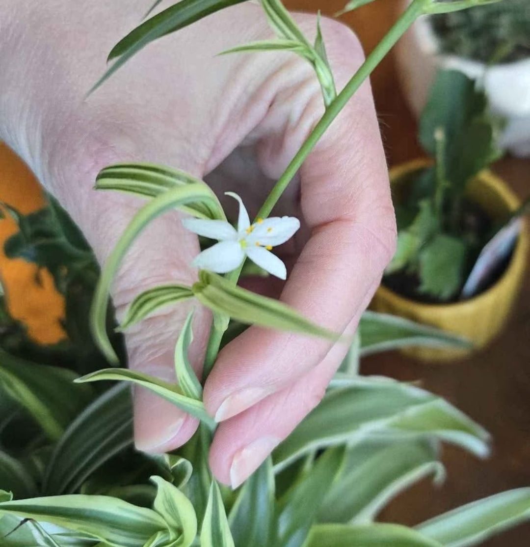 Reverse Variegated Spider Plant Pup - Flowers White