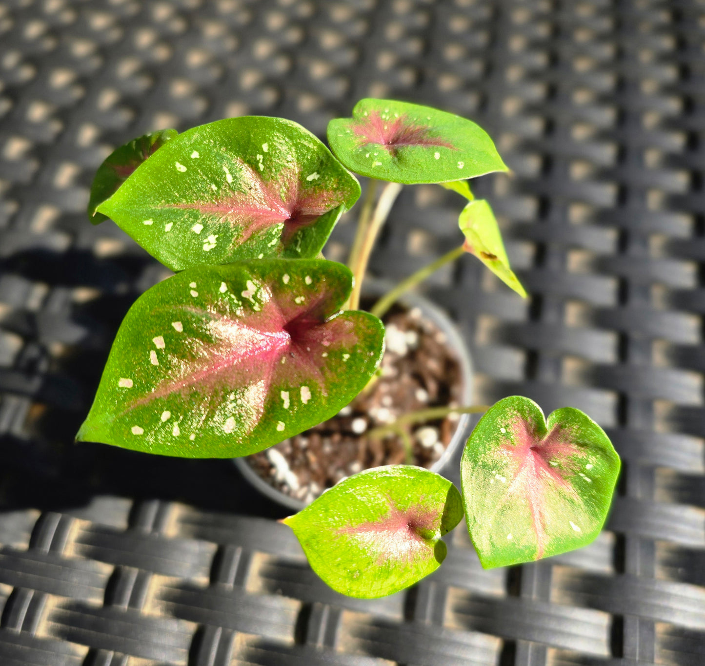 Caladium Camilla