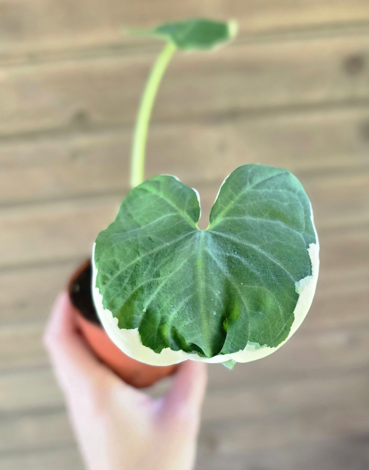 Alocasia Mickey Mouse