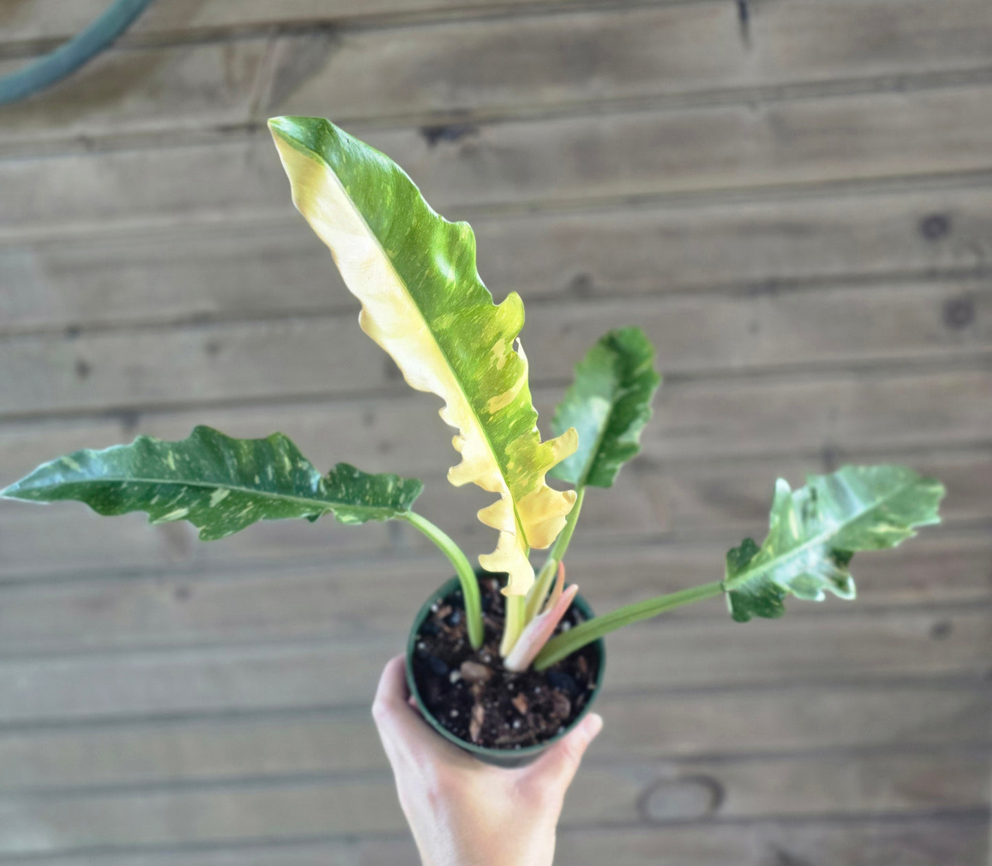 Philodendron Ring of Fire