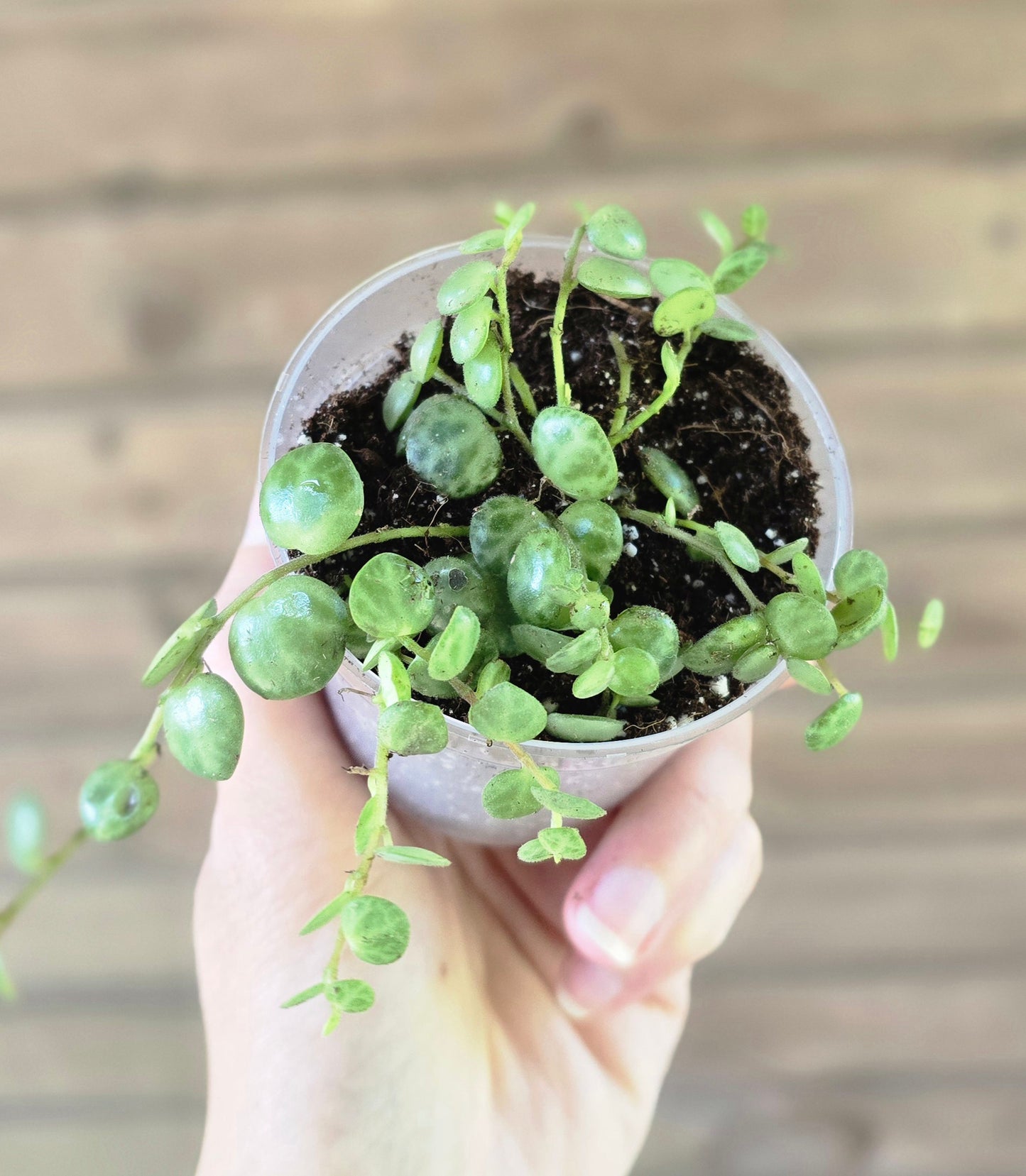 String of Turtles