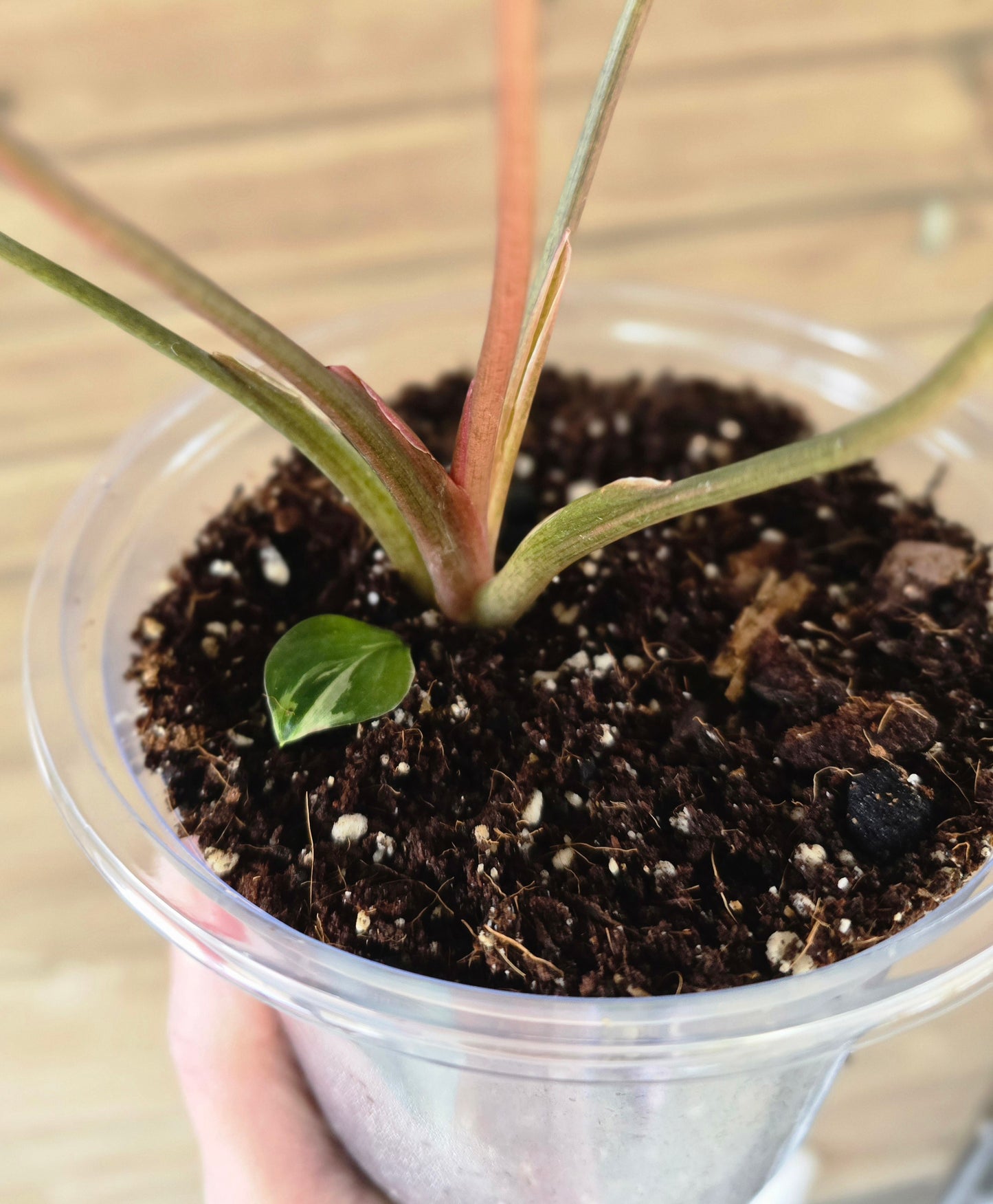 Homalomena Pink Diamond