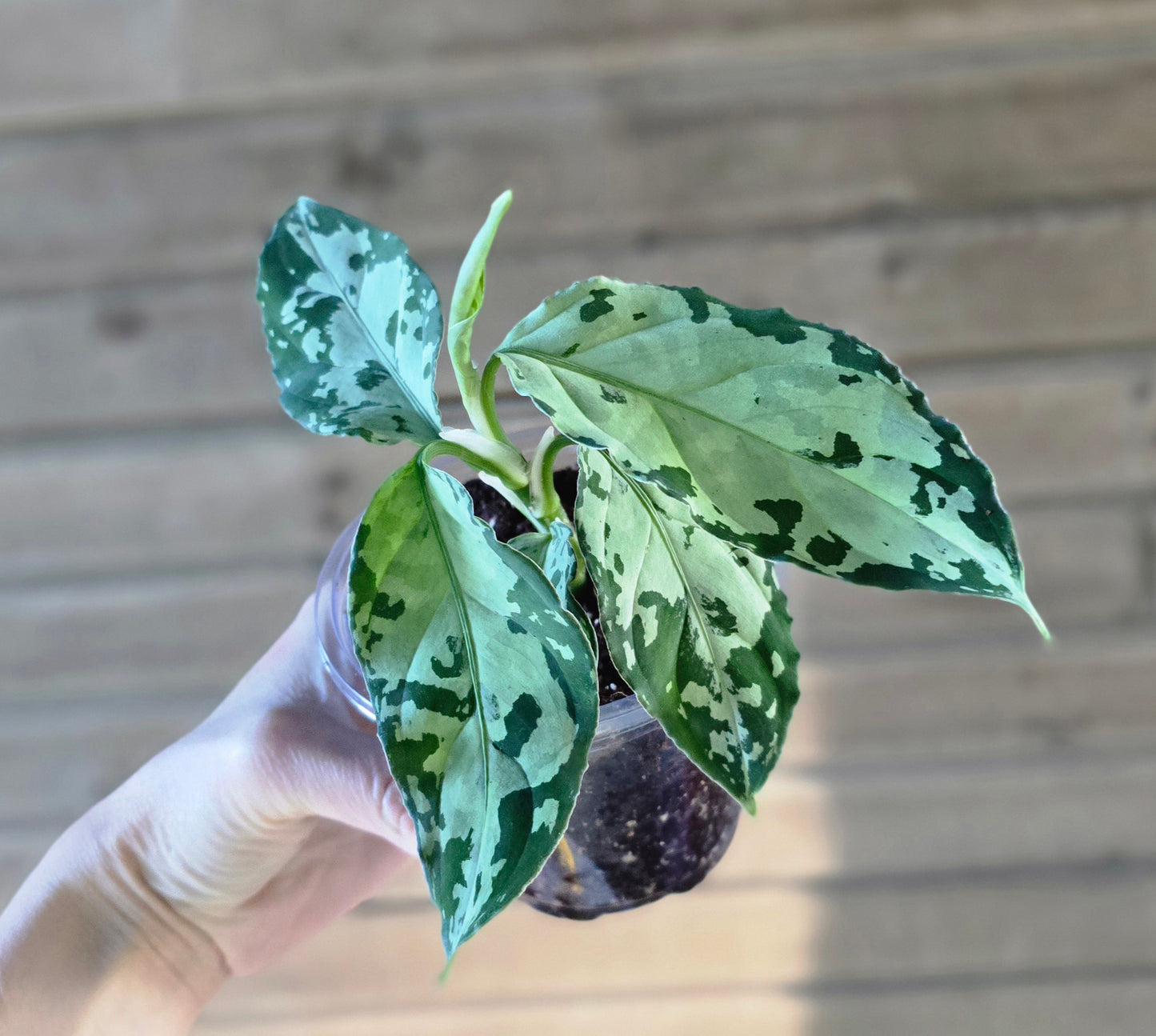 Aglaonema Pictum Tricolor