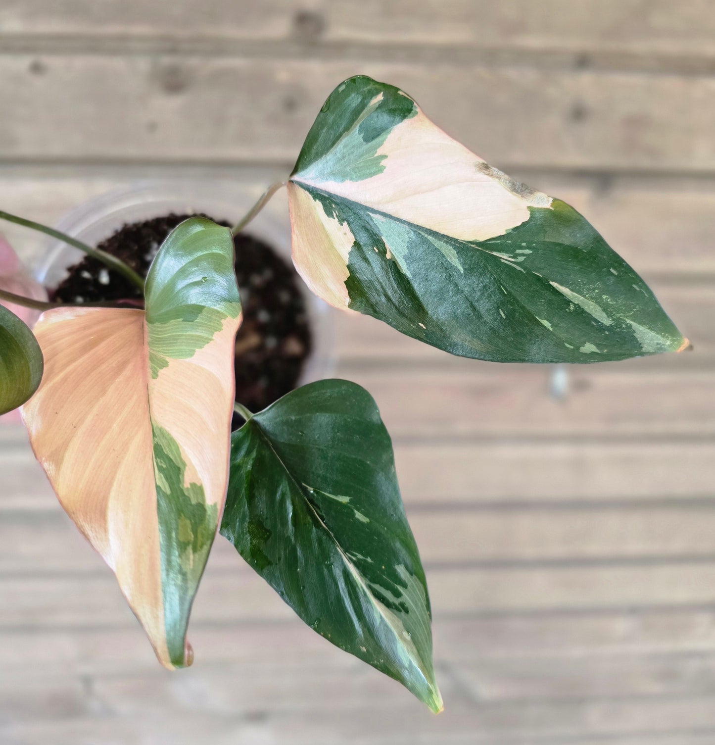 Homalomena Pink Diamond