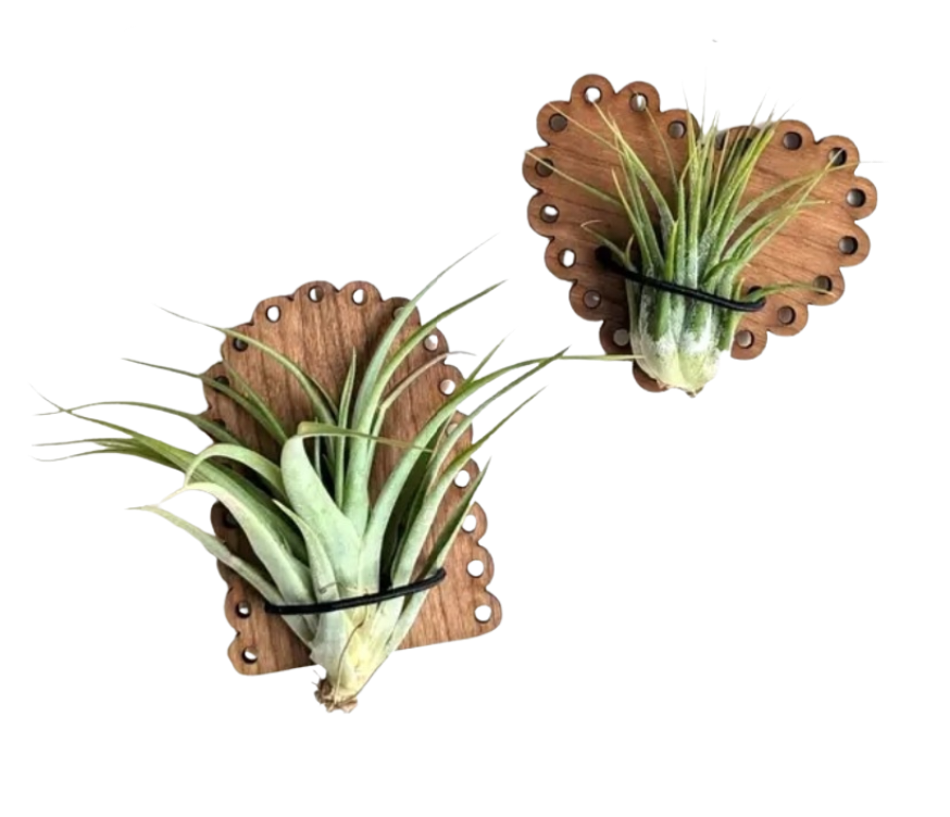 Air Plant Magnetic Holder with Air Plant