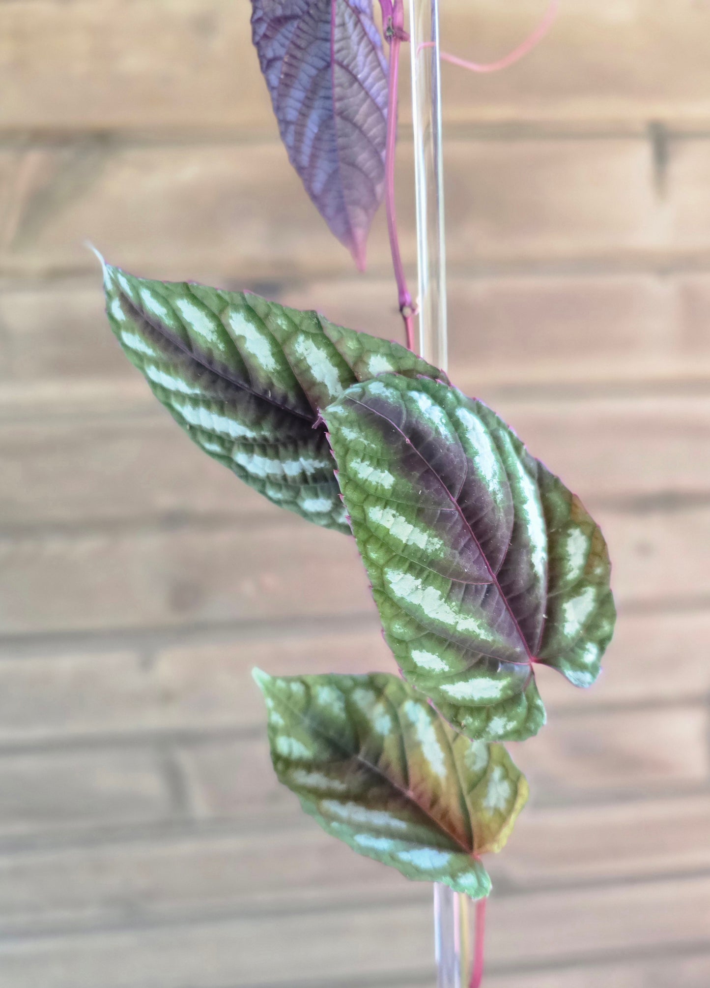 Cissus Discolor - Rex Begonia Vine