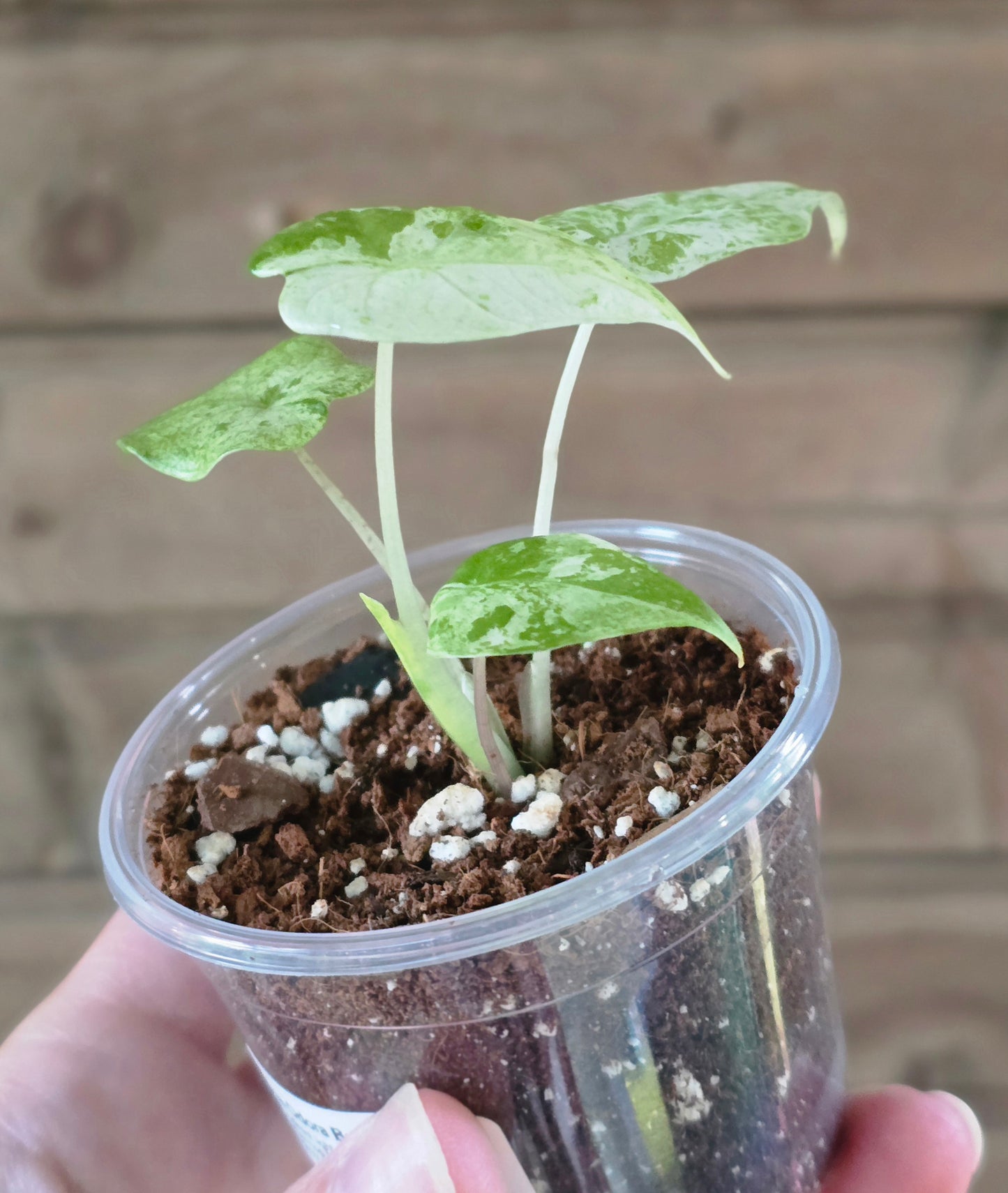 Alocasia Odora Batik Starter