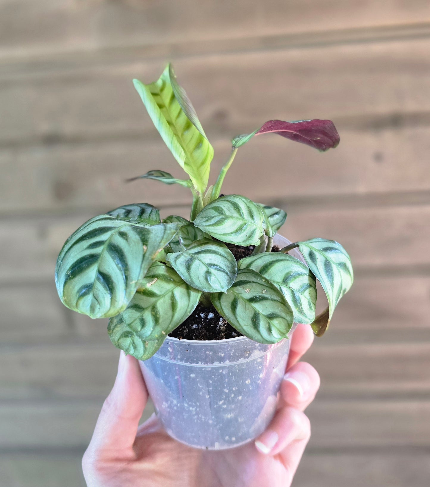 Calathea Concinna 'Freddie' Prayer Plant