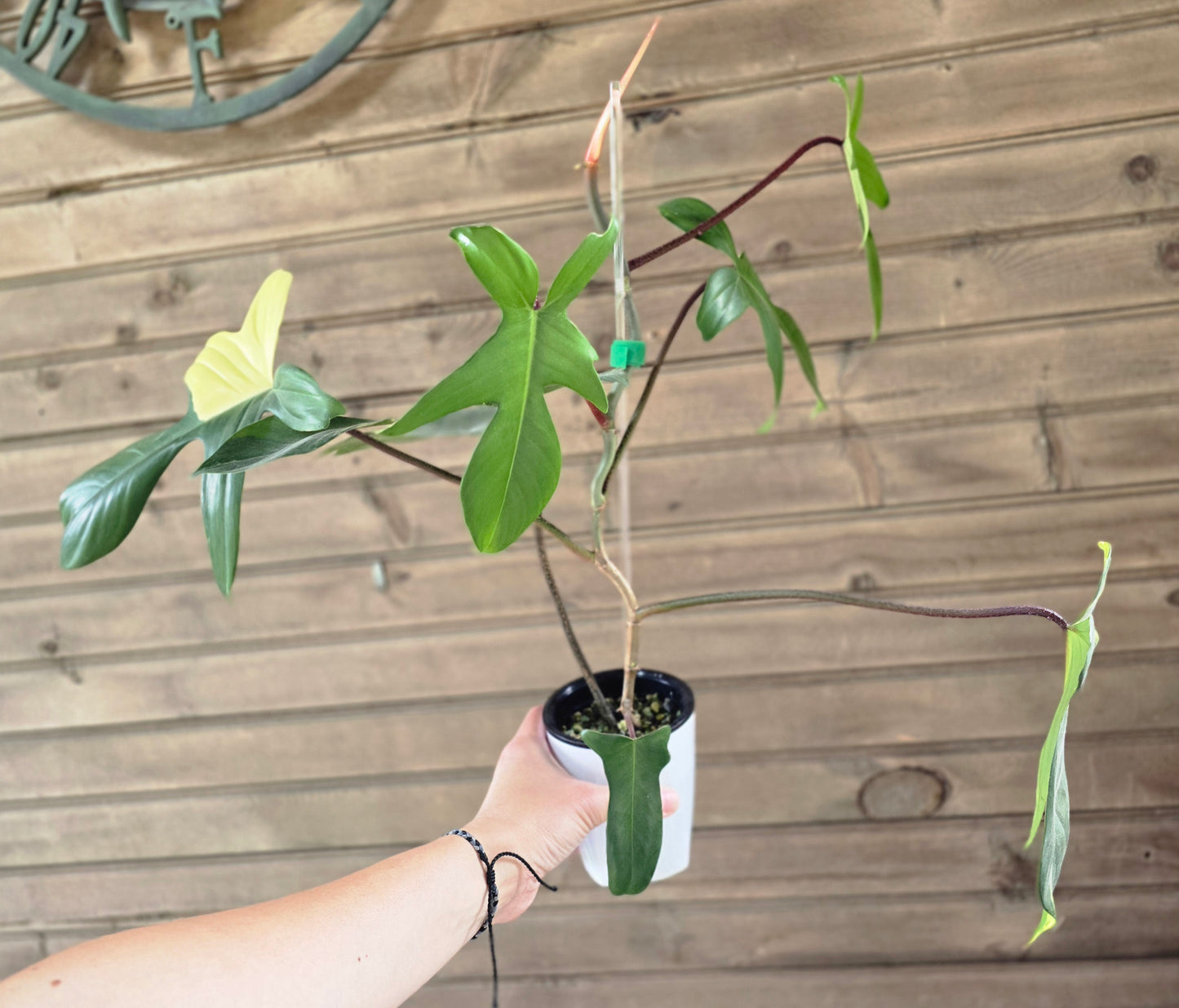 Philodendron Florida Beauty - Variegated