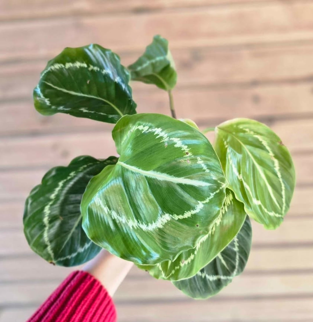 Calathea Roseopicta 'Green Goddess', 'Green Lipstick'