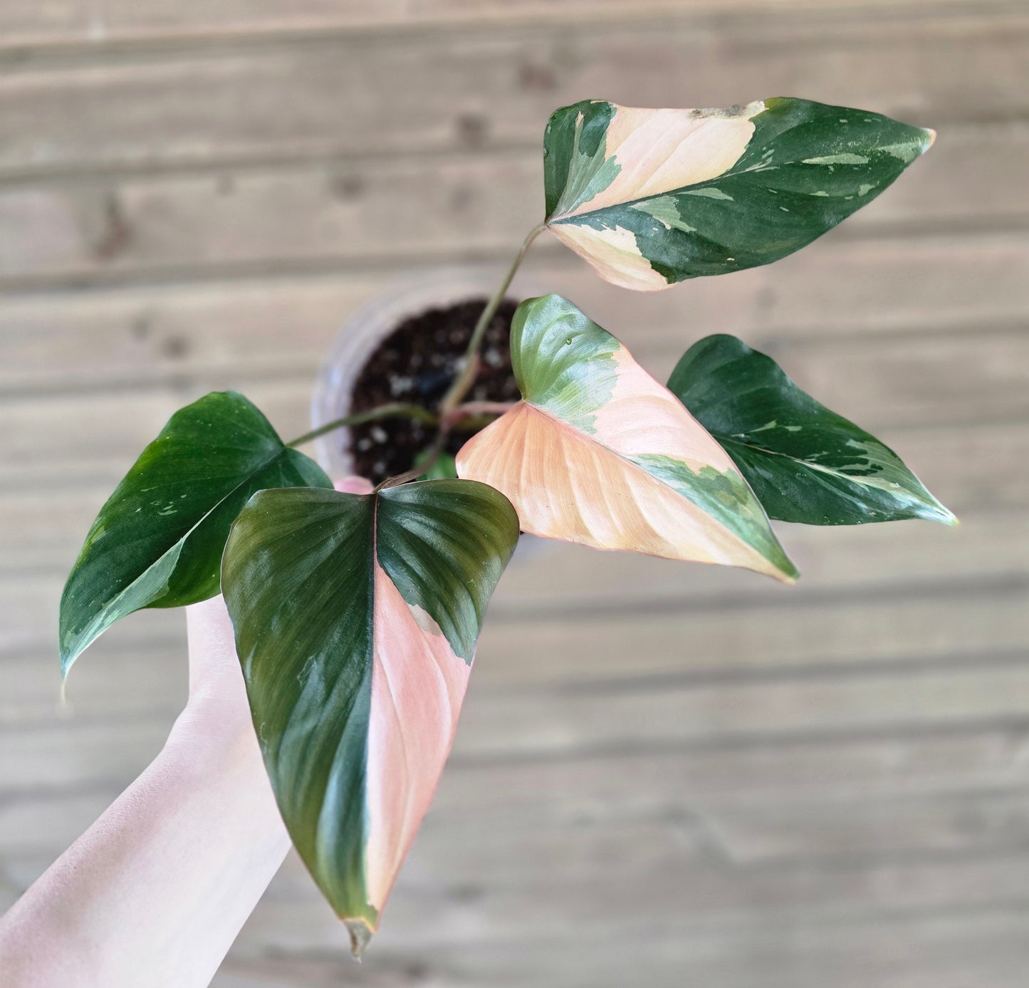 Homalomena Pink Diamond