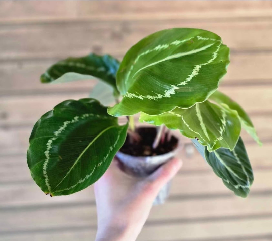 Calathea Roseopicta 'Green Goddess', 'Green Lipstick'
