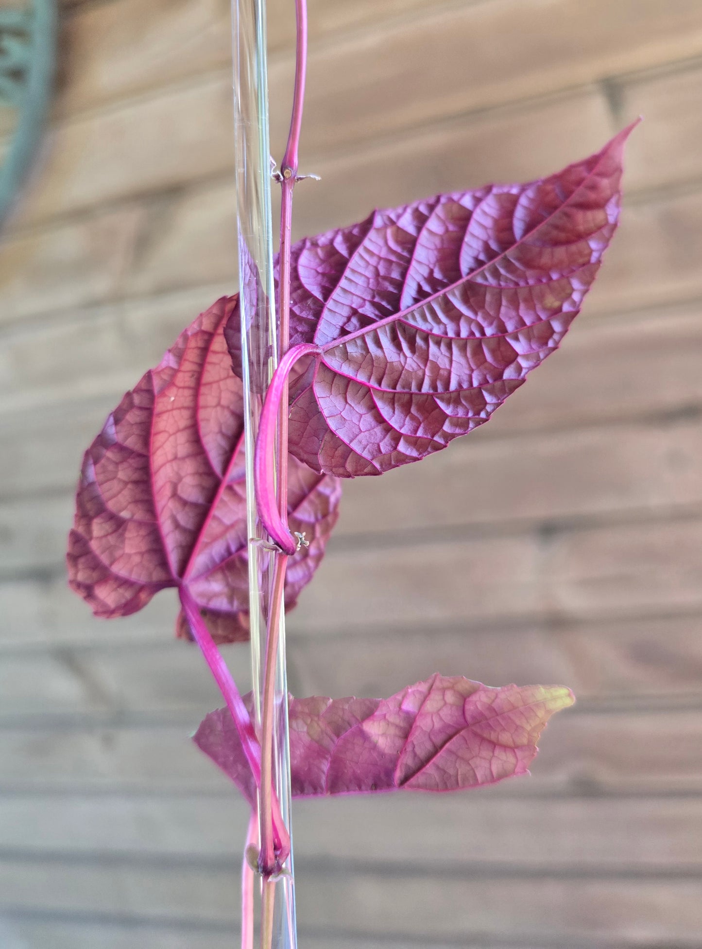 Cissus Discolor - Rex Begonia Vine