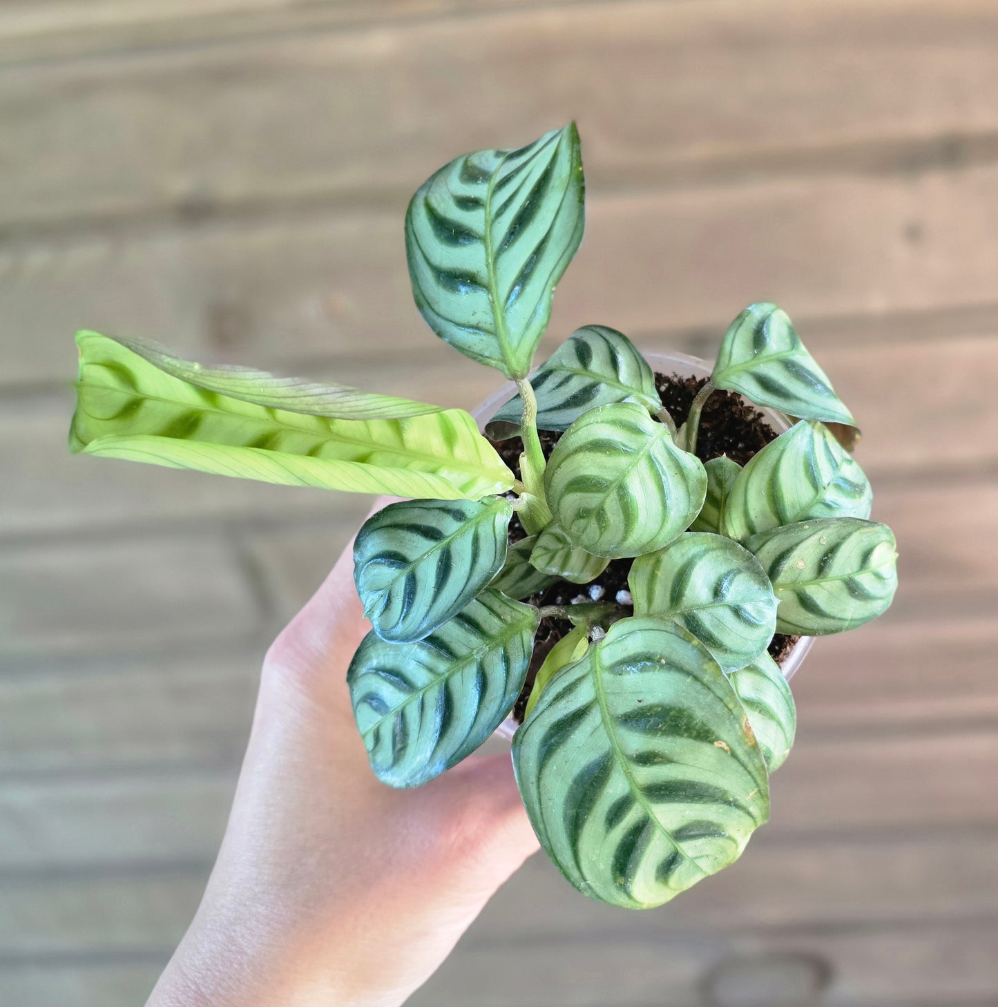 Calathea Concinna 'Freddie' Prayer Plant