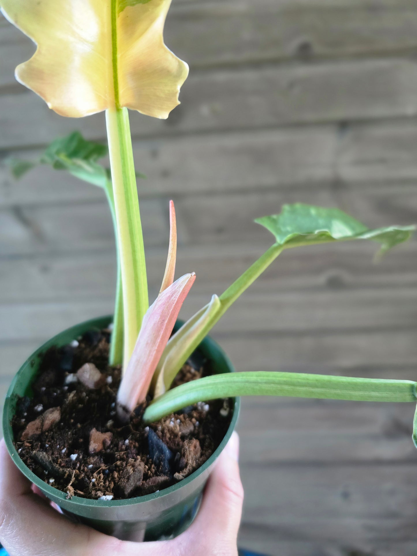 Philodendron Ring of Fire