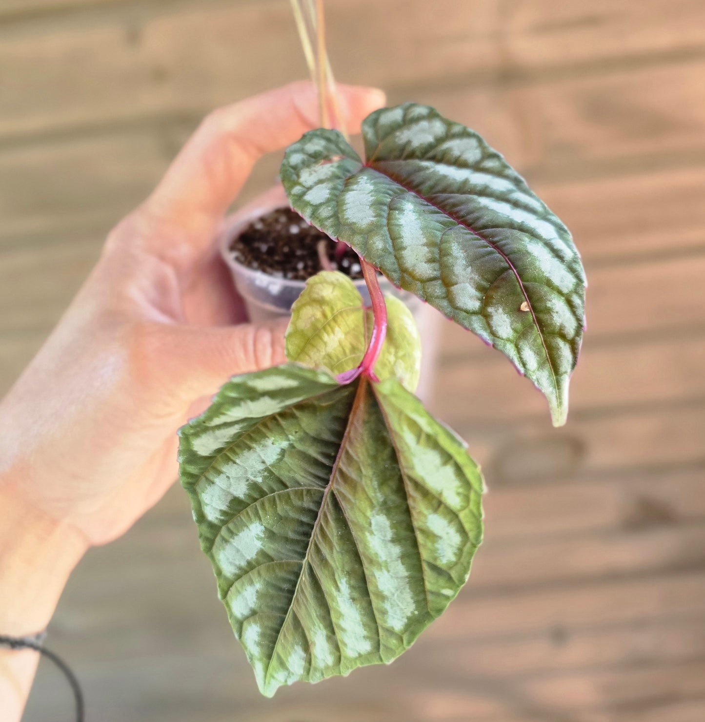 Cissus Discolor - Rex Begonia Vine