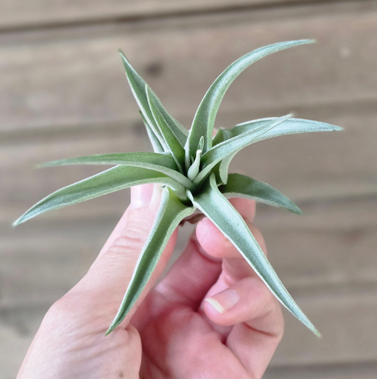 Wood Air Plant Holder Magnet