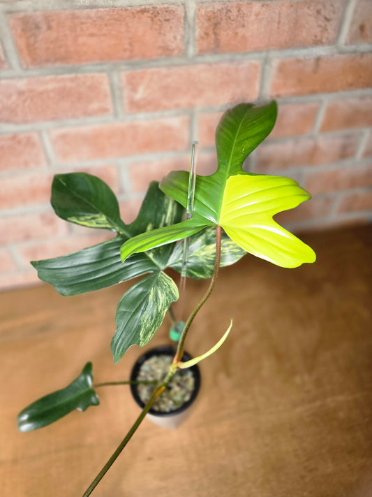 Philodendron Florida Beauty - Variegated