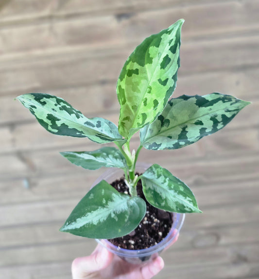 Aglaonema Pictum Tricolor