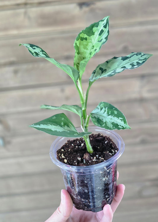 Aglaonema Pictum Tricolor