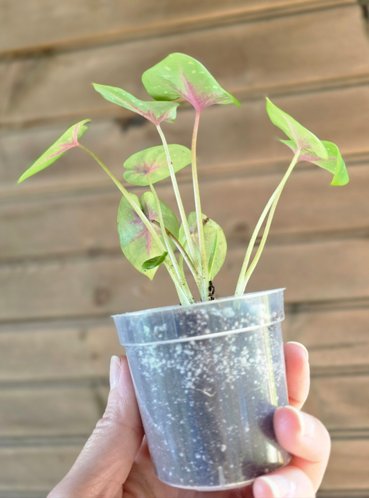 Caladium Camilla