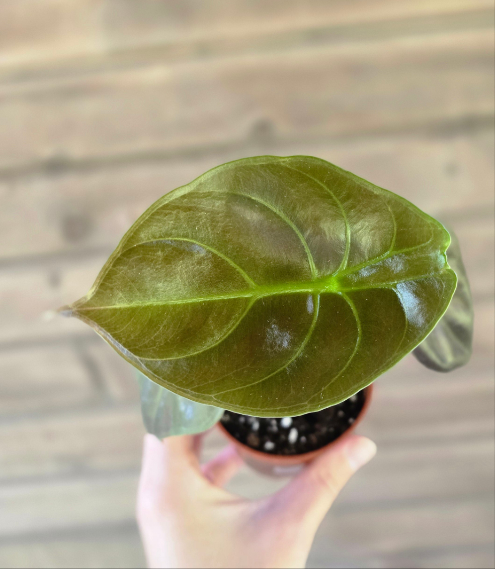 Alocasia Cuprea 'Red Secret'