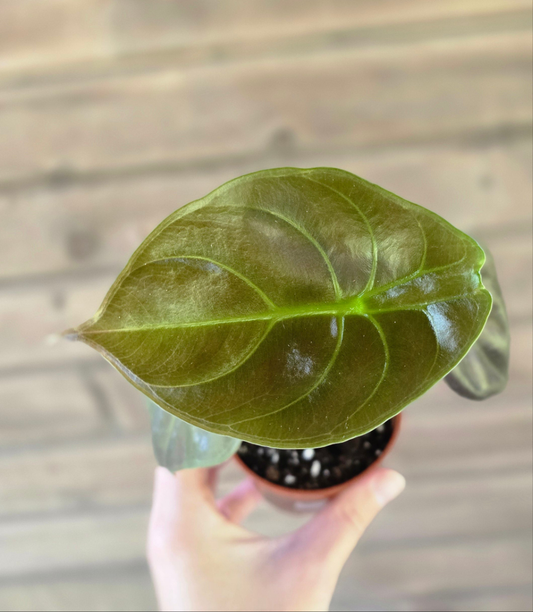 Alocasia Cuprea 'Red Secret'
