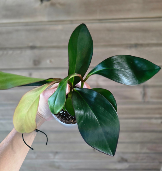 Peperomia Red Edge