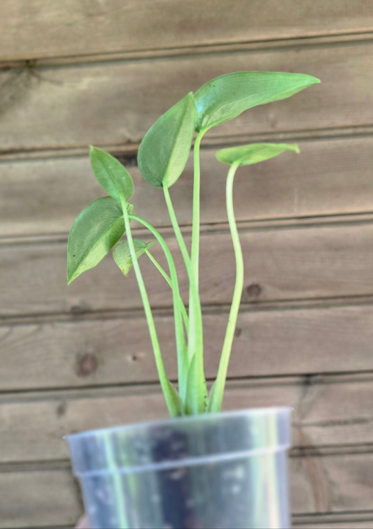 Alocasia Tiny Dancer